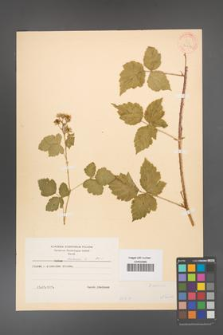 Rubus caesius [KOR 31052]