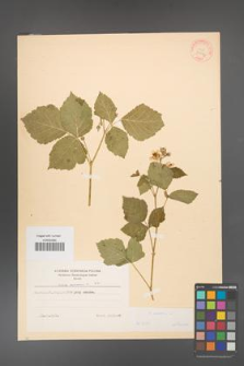 Rubus caesius [KOR 31044]