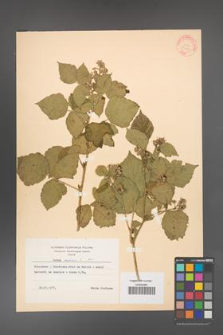 Rubus caesius [KOR 31042]