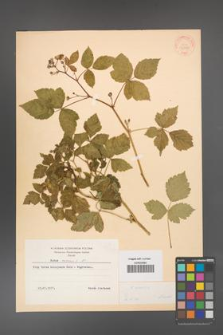 Rubus caesius [KOR 31066]