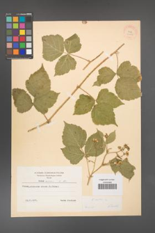 Rubus caesius [KOR 31065]