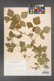Rubus caesius [KOR 53795]