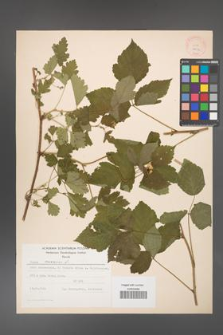 Rubus caesius [KOR 28039]
