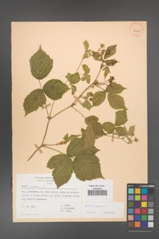 Rubus caesius [KOR 29844]