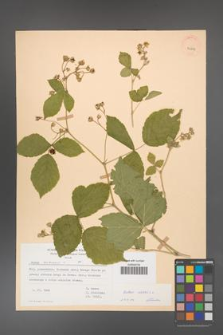 Rubus caesius [KOR 29854]