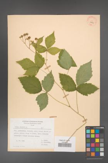 Rubus caesius [KOR 29829]