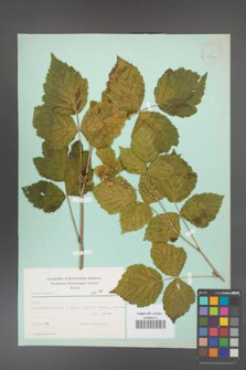 Rubus caesius [KOR 23432]