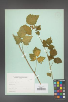 Rubus caesius [KOR 23428]