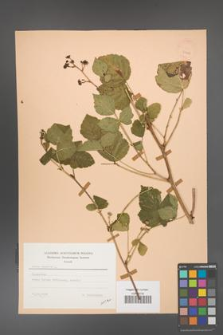 Rubus caesius [KOR 23448]