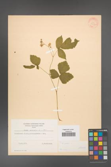 Rubus caesius [KOR 31062]