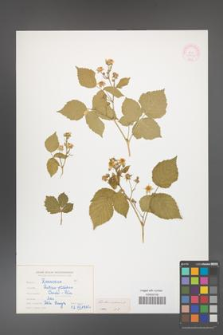 Rubus caesius [KOR 10602]