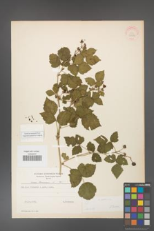 Rubus caesius [KOR 31073]