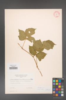 Rubus caesius [KOR 7199]