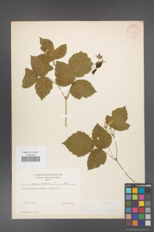 Rubus caesius [KOR 31074]