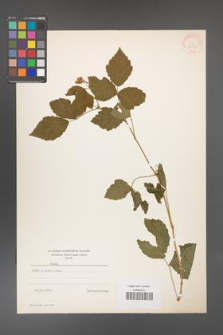 Rubus caesius [KOR 31071]