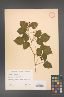 Rubus caesius [KOR 31057]