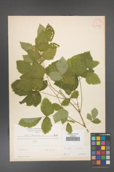 Rubus caesius [KOR 31117]