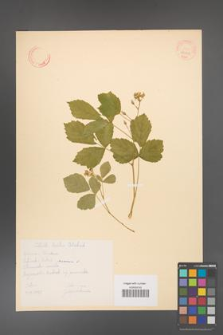 Rubus caesius [KOR 31111]
