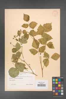 Rubus caesius [KOR 31049]
