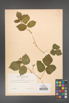 Rubus caesius [KOR 31045]