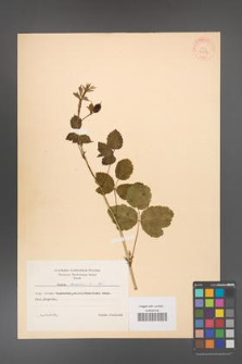 Rubus caesius [KOR 31054]
