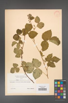 Rubus caesius [KOR 31069]