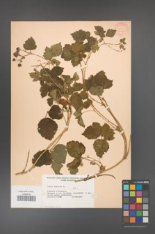 Rubus caesius [KOR 31122]