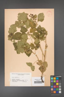 Rubus caesius [KOR 31126]