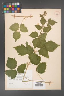 Rubus caesius [KOR 29821]