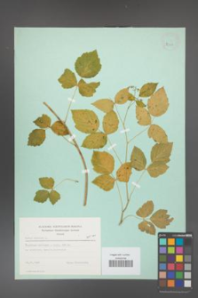 Rubus caesius [KOR 23433]