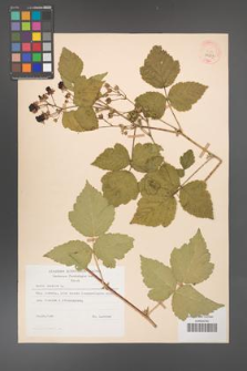 Rubus caesius [KOR 29837]