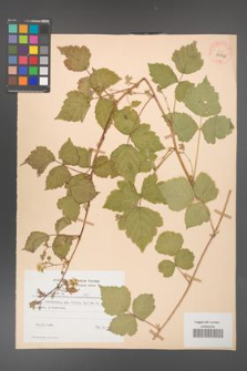 Rubus caesius [KOR 29822]