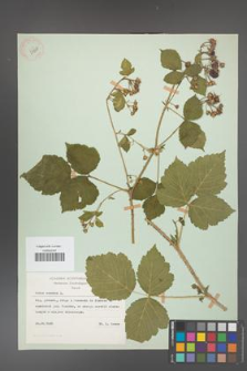 Rubus caesius [KOR 29838]