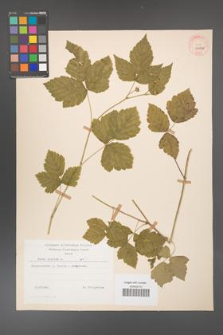 Rubus caesius [KOR 29856]