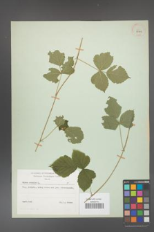 Rubus caesius [KOR 29842]