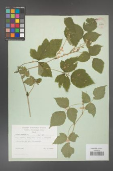 Rubus caesius [KOR 29836]