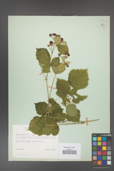 Rubus caesius [KOR 29823a]