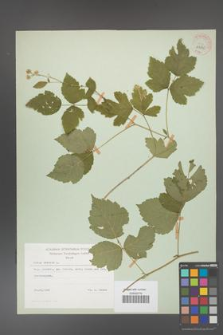 Rubus caesius [KOR 29835]