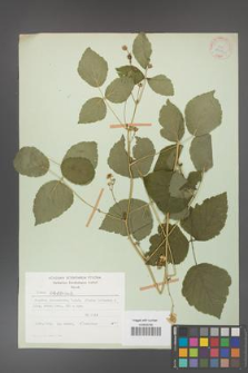 Rubus caesius [KOR 27923]