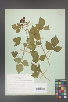 Rubus caesius [KOR 27919]