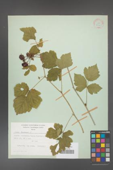 Rubus caesius [KOR 27916]