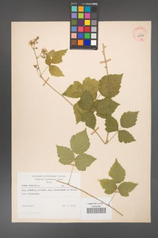 Rubus caesius [KOR 29850]