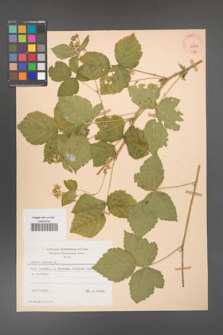 Rubus caesius [KOR 29851]