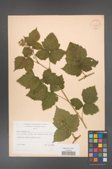 Rubus caesius [KOR 31560]