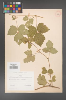Rubus caesius [KOR 29857]