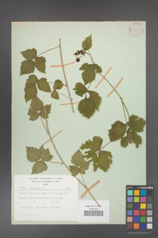 Rubus caesius [KOR 27914]