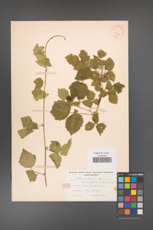 Rubus caesius [KOR 31104]