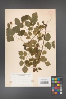 Rubus caesius [KOR 31124]