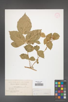 Rubus caesius [KOR 31113]