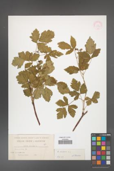 Rubus caesius [KOR 31087]